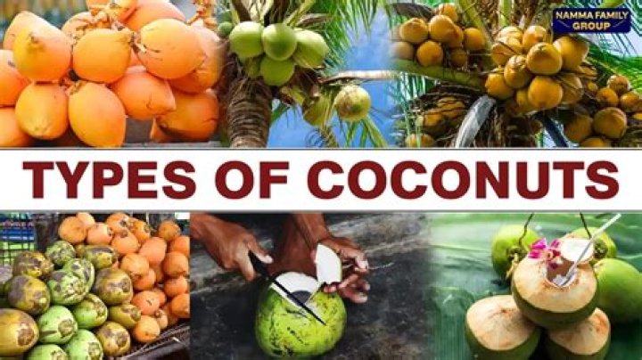 15 Different Types of Coconuts (Dwarf, White, and More!) PlantSnap