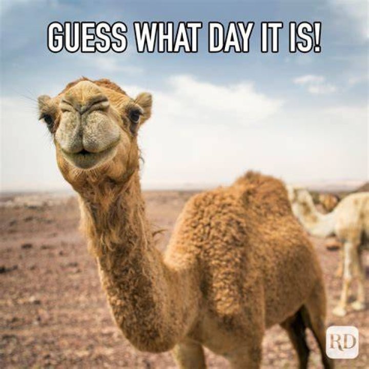 25 Hump Day Memes That Make Wednesdays Bearable Reader's Digest
