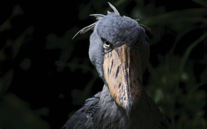 Are Shoebills Dangerous? (All You Need To Know) Birdfact