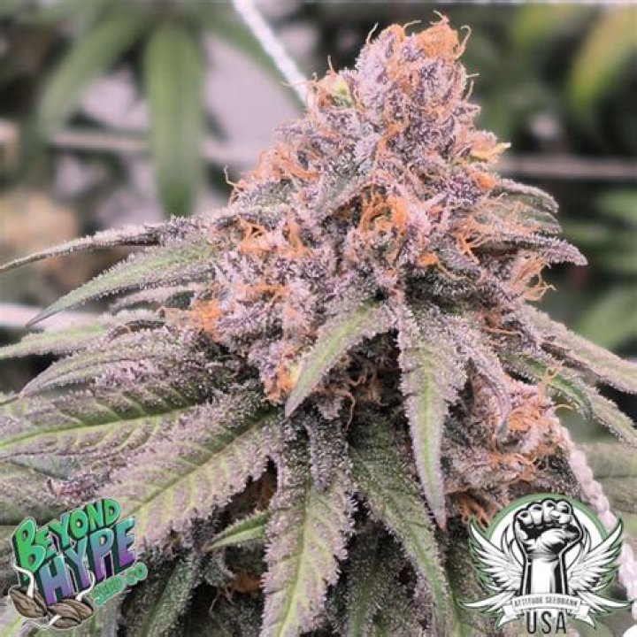 Attitude seeds mayn! Grasscity Forums The 1 Marijuana Community Online
