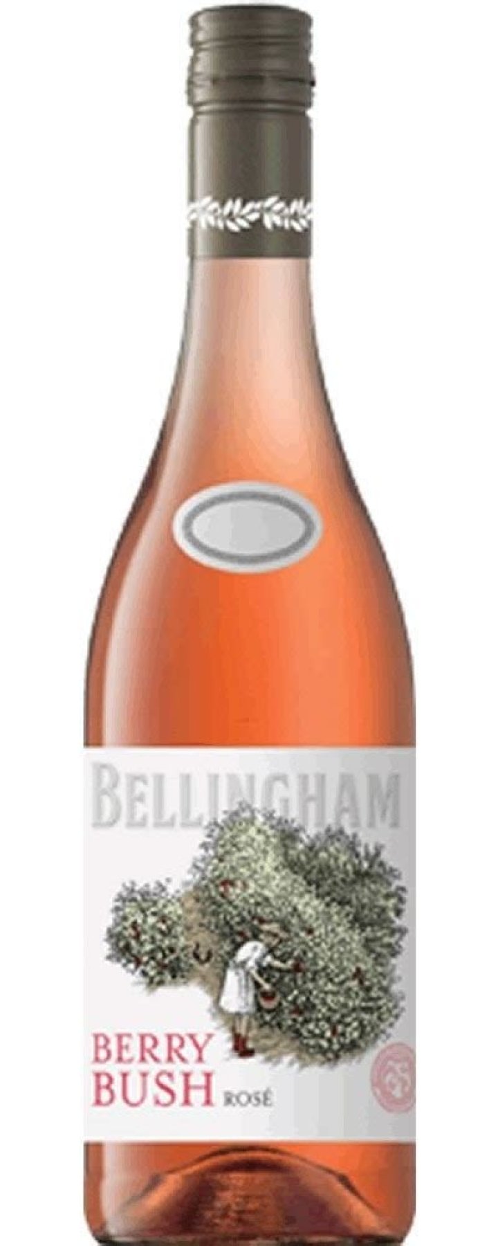 Bellingham Berry Bush Rose Tigule Zambia