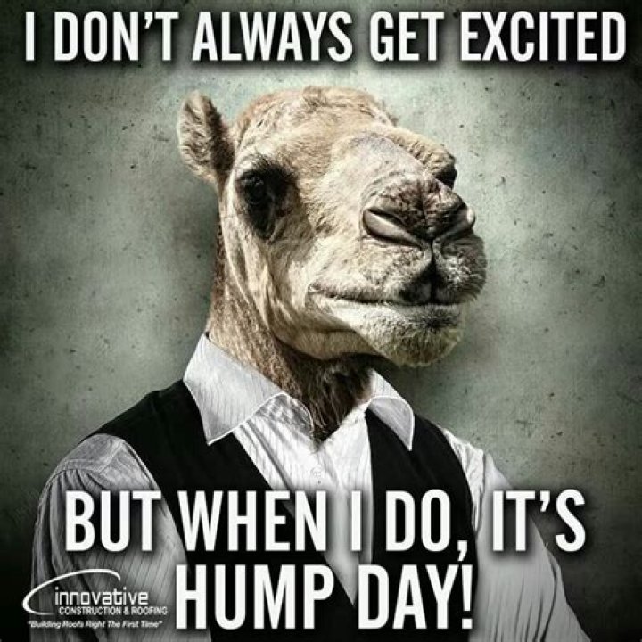 Funny Hump Day Images Funny Camel What Day Is It Hump Day Funny