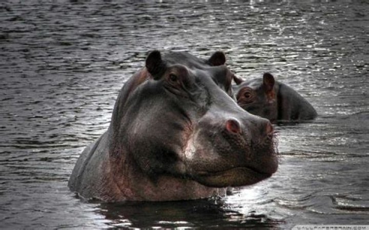 Hippopotamus Wallpaper (60+ images)