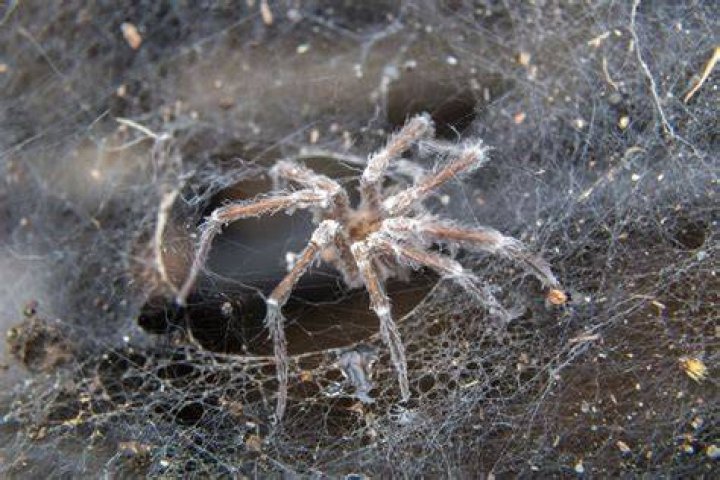 How Do Spiders Die Naturally? Science, Facts, Tips Mercury Pets