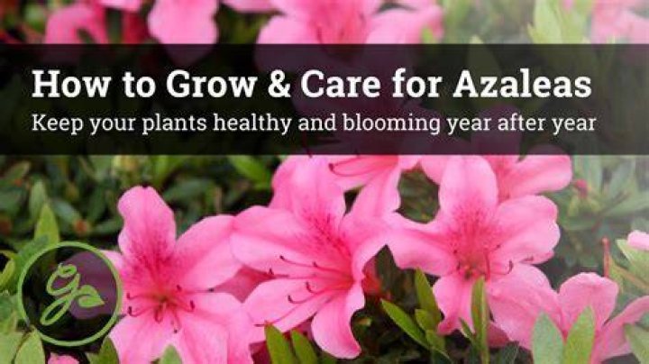 How to Grow and Care for Blow Wives Wildflower Plant