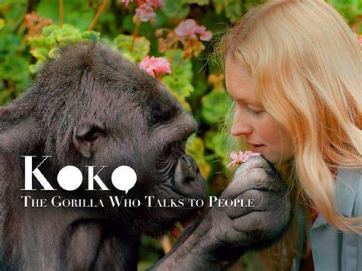 Koko The gorilla that could communicate with humans Peri&eacute;rgeia (2022)