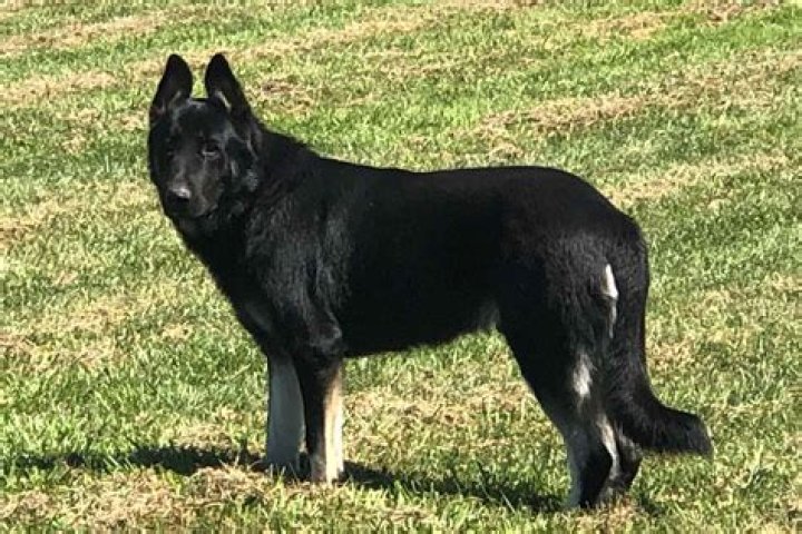 Maverick AKC Black Male