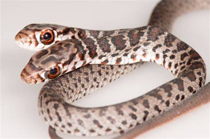 Meet the TwoHeaded Snake With Two Different Personalities Newsweek