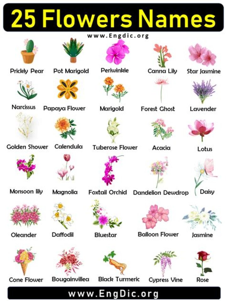 Names Of Aesthetic Flowers Ideas Mdqahtani