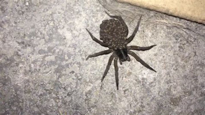 Pregnant spider! YouTube