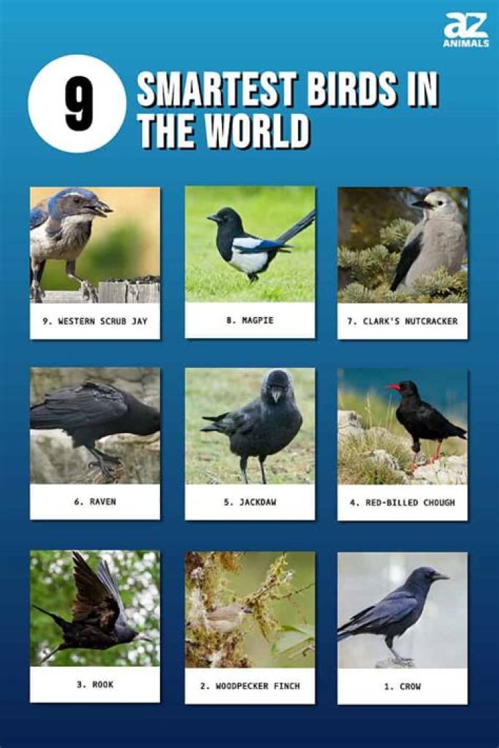 Smartest Bird In The World 10 Most Intelligent Bird Species