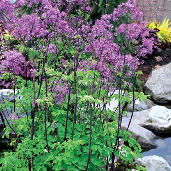 Thalictrum ‘Black Stockings’ TERRA NOVA® Nurseries, Inc.