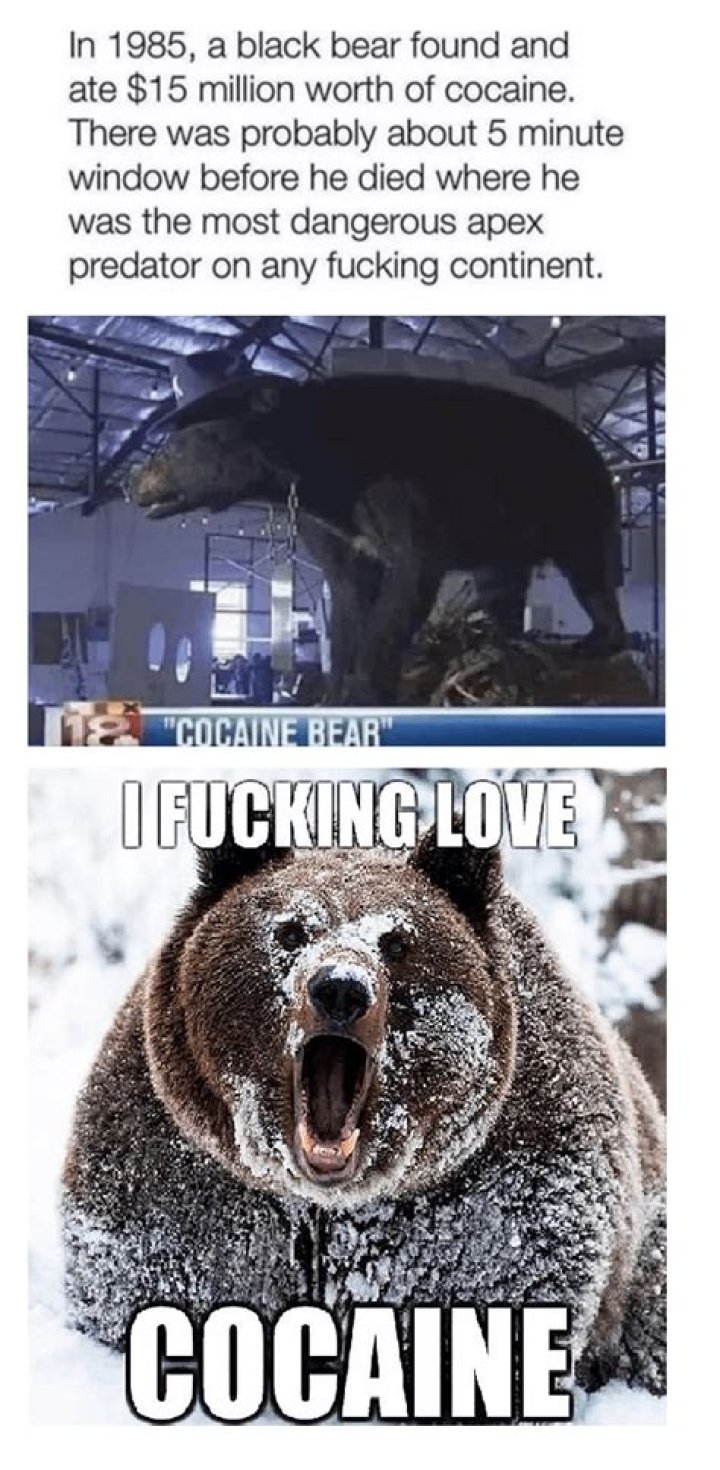TIL The Cocaine Bear Meme was Actually Based on a True Story r