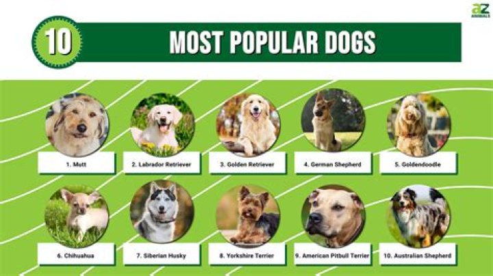 Top 10 Responsible Dog Breeds in the United States 57Cash Com