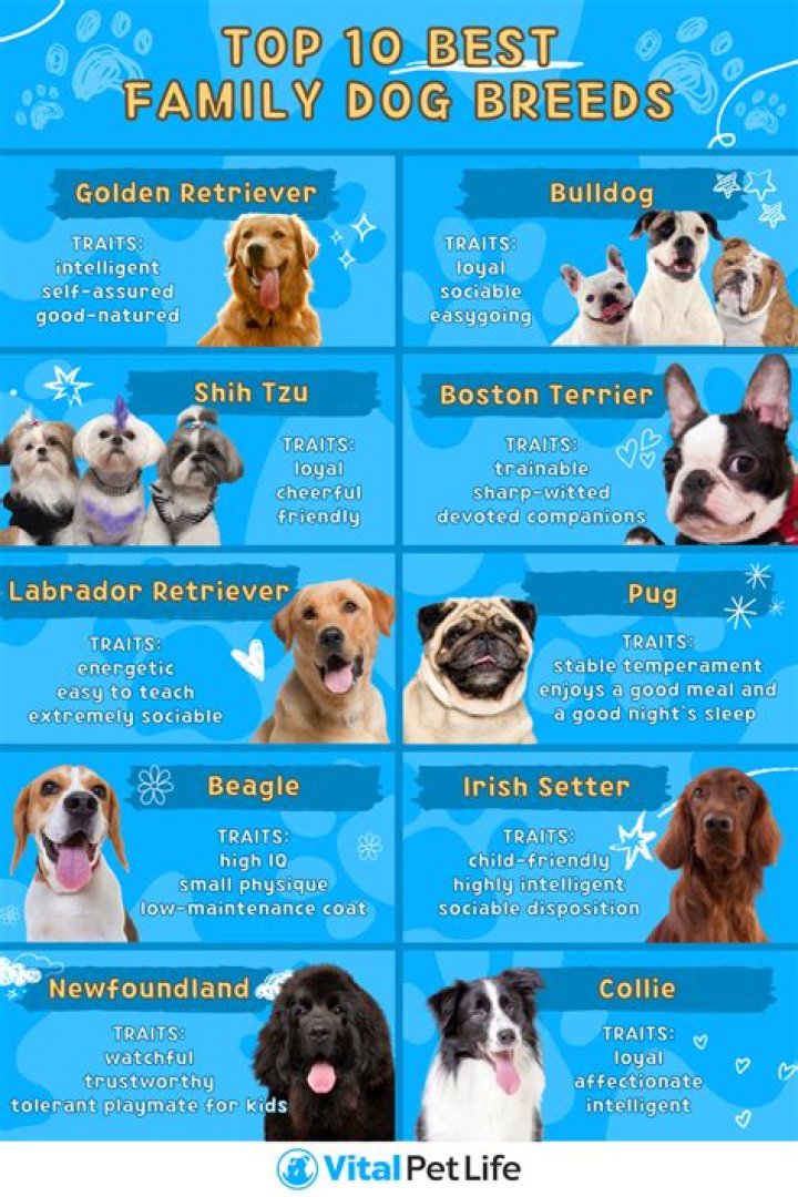 What Are The Best Dog Beds For Chewers? BARK