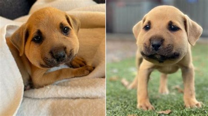 What Happened to the Puppy Killed in the First 'John Wick' Movie?